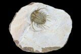 Spiny Cyphaspides Trilobite - Jorf, Morocco #179900-1